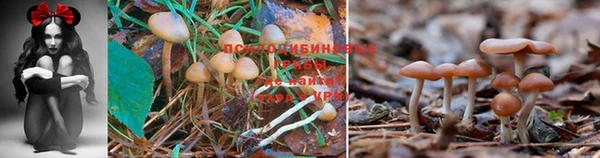бошки Богданович